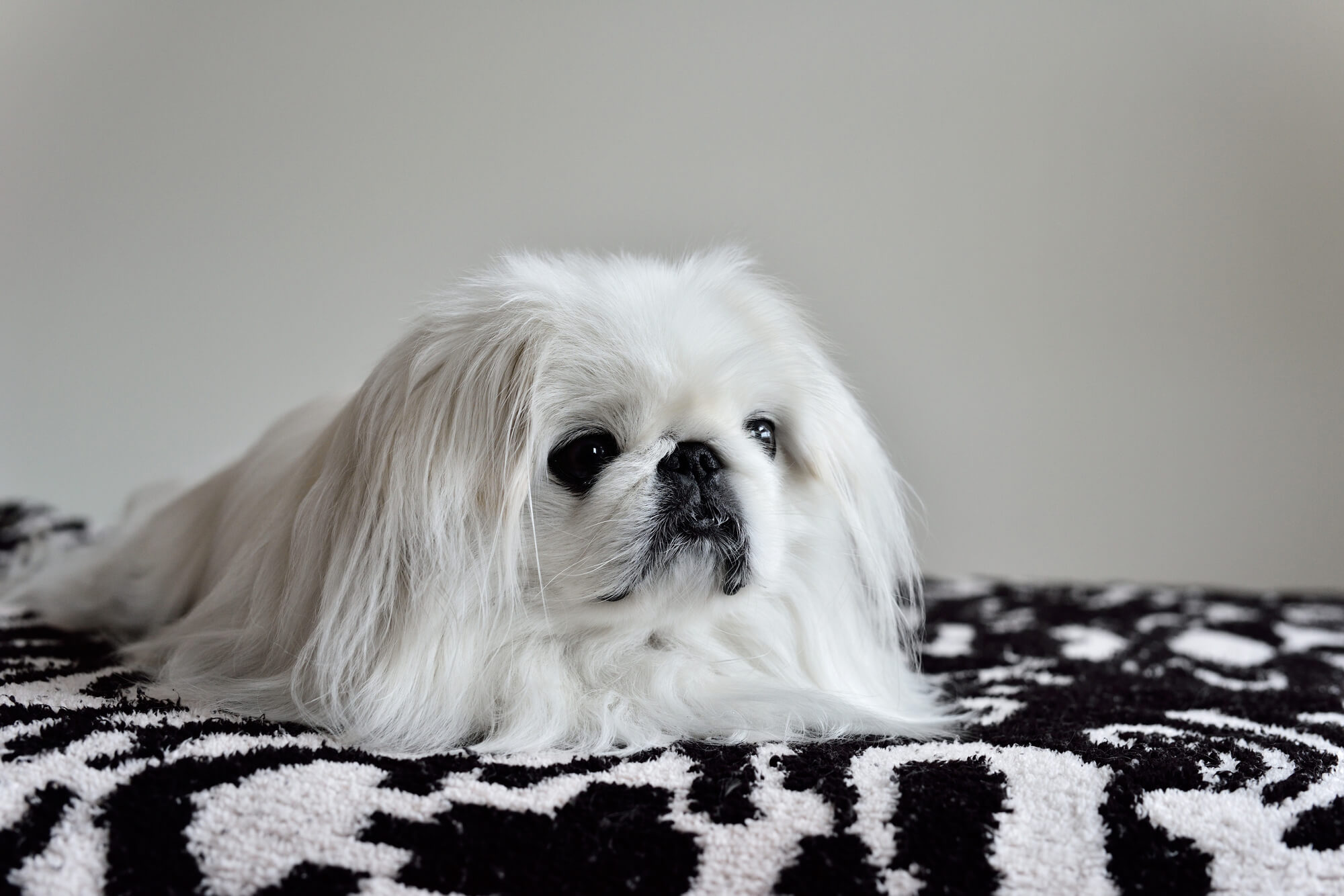 ペキニーズの寿命・かかりやすい病気